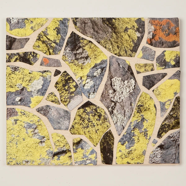 In the Gallery: Map Lichen on Atalaya