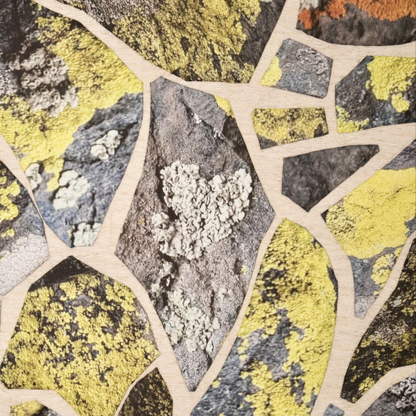 In the Gallery: Map Lichen on Atalaya